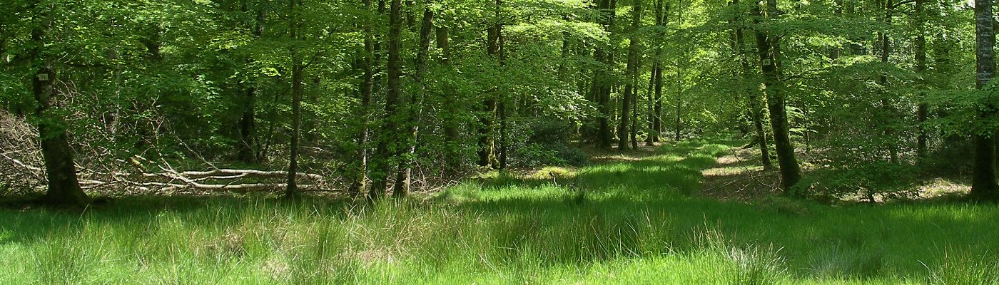 Bannière Forêt de Cerisy
